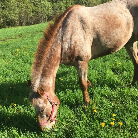 Meet your Posher, Jeanson - Picture 1 of 1